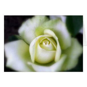 White Rose Soft Focus