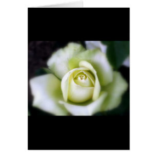 White Rose Soft Focus Greeting Card