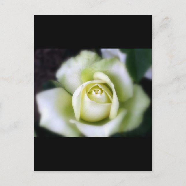 White Rose Soft Focus Postcard (Front)