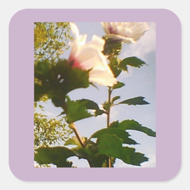 White Rose Square Sticker (Front)