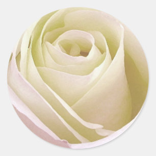 White Rose Sticker