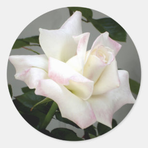 White Rose Sticker