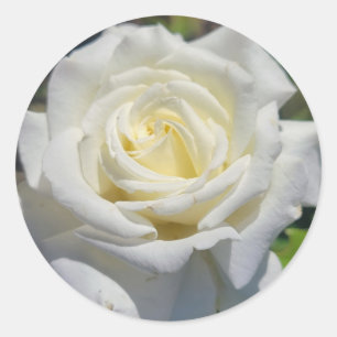White Rose Stickers