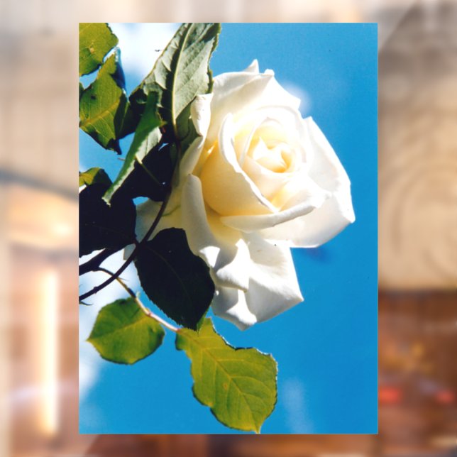 White rose under blue sky   (Sheet 2)
