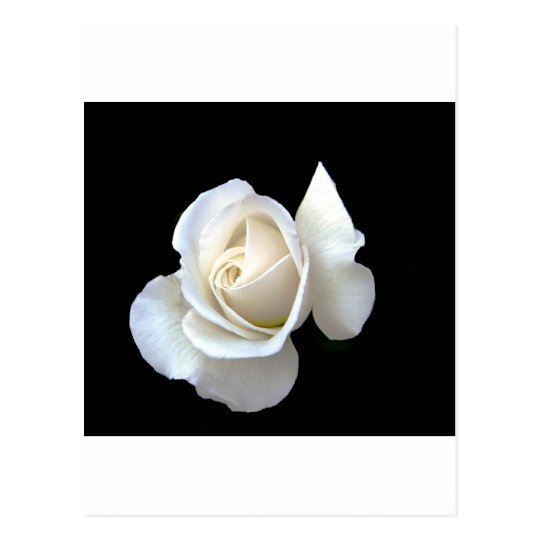 White Rose Wedding Stationery Postcard
