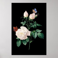 White rose with butterfly black background