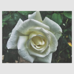 White Rose with Dark Background Tissue Paper