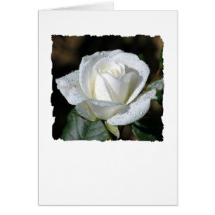 White Rose with Dew