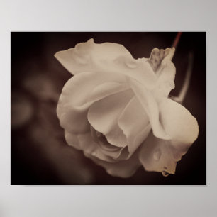 White Rose With Raindrops In Sepia Poster