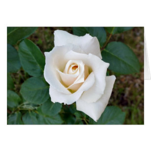 white rosebud