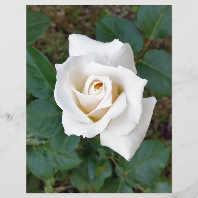 white rosebud (Front)