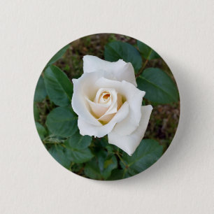 white rosebud 6 cm round badge