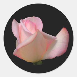 White Rosebud Flower Classic Round Sticker
