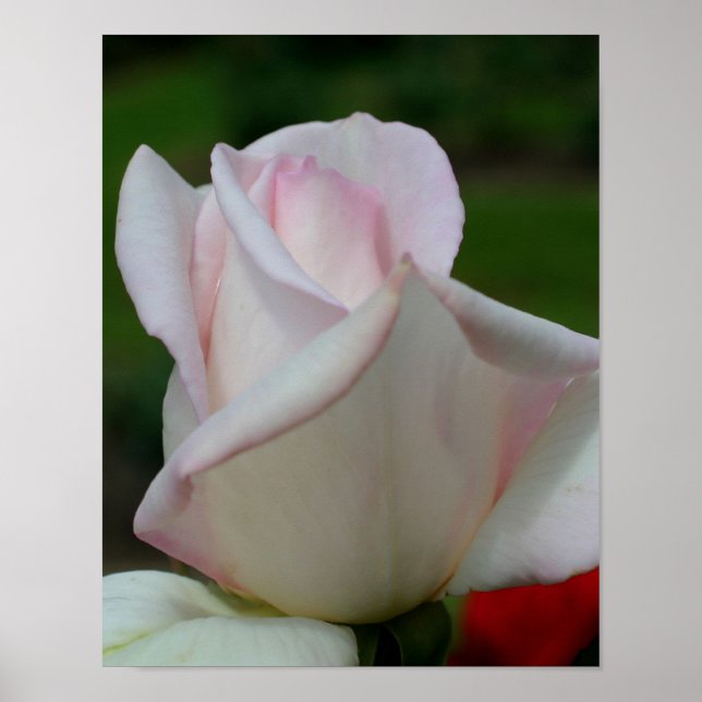 White Rosebud Flower Poster (Front)