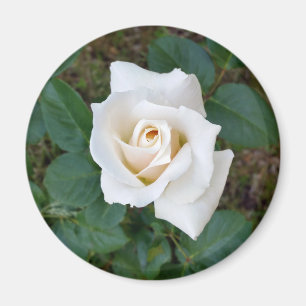 white rosebud magnet