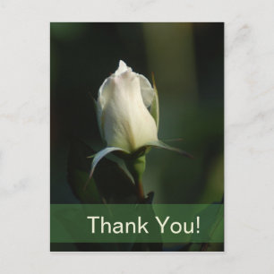 White Rosebud Postcard