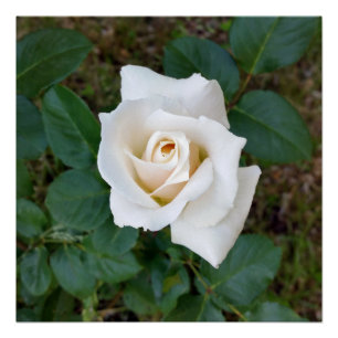 white rosebud poster