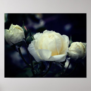 White Rosebud Trio Floral Poster