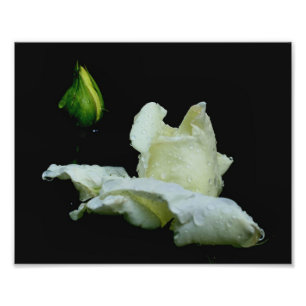 White Rosebud With Raindrops 8x10 Flower Photo Print