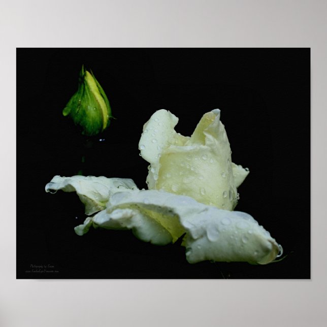 White Rosebud With Raindrops Flower Poster (Front)