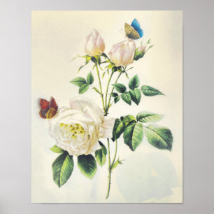 White Roses and Butterflies by Pierre Redoute Poster