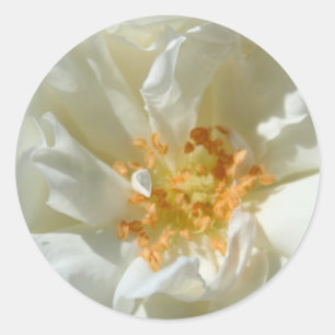 White roses and sun - Stickers