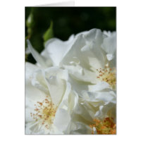White Roses Floral Photography greeting Card