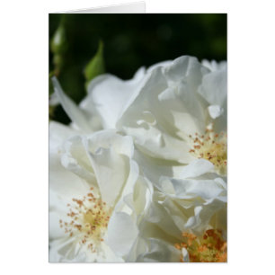 White Roses Floral Photography greeting Card