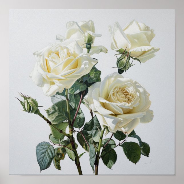 White Roses Flower Art Print Poster (Front)