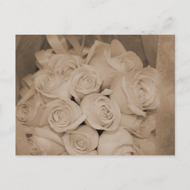 White Roses in Sepia Postcard (Front)