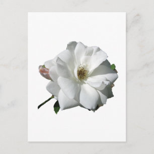 White Roses Party Shower Wedding Blossoms Destiny Invitation Postcard
