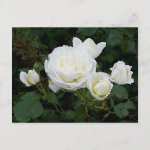 White Roses Postcard