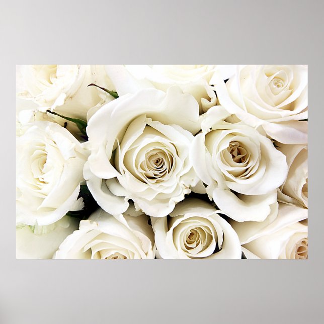 White Roses Poster (Front)