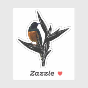 White Rumped Shama Bird