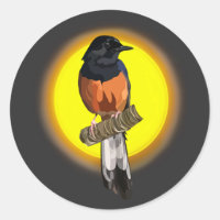 White-Rumped Shama Bird