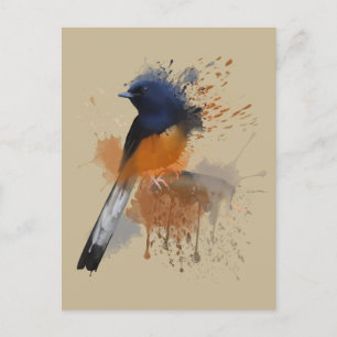 White Rumped Shama Bird Postcard