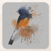 White Rumped Shama Bird