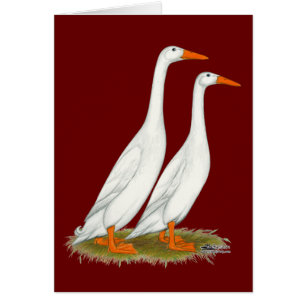 White Runner Ducks