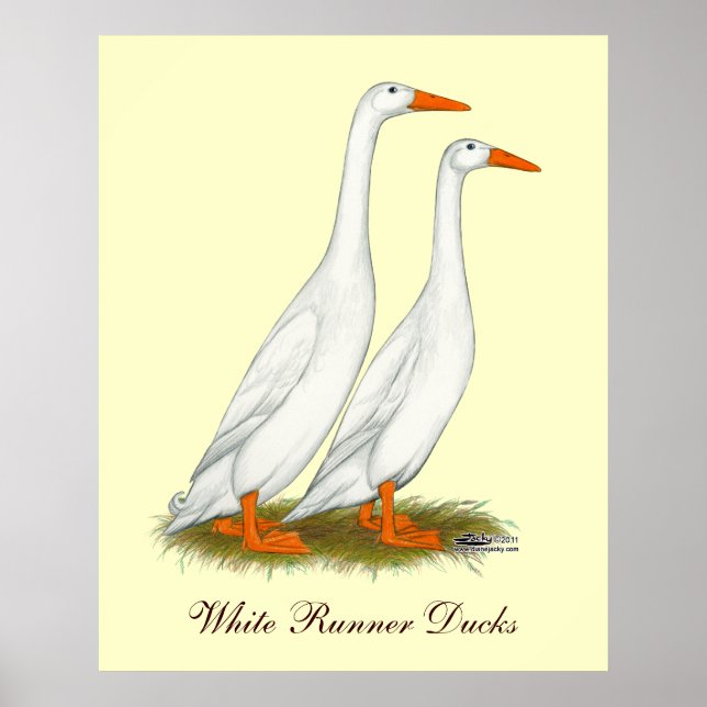 White Runner Ducks Poster (Front)