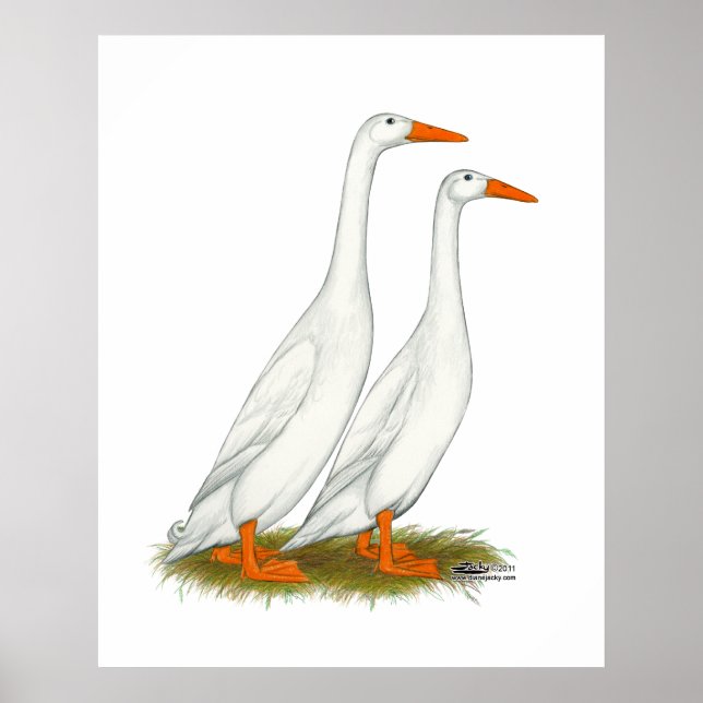 White Runner Ducks Poster (Front)