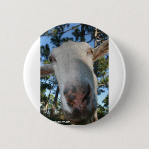 White saanen dairy goat doe nose close up HI 6 Cm Round Badge
