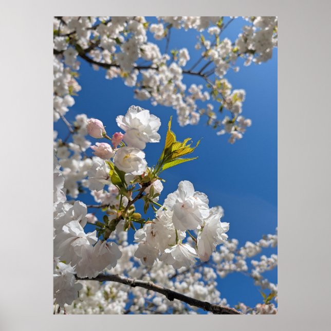 White Sakura H.G. Poster (Front)