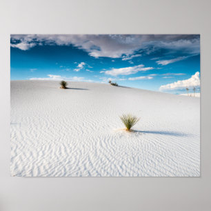 White Sands Blue Sky Yucca, New Mexico Poster