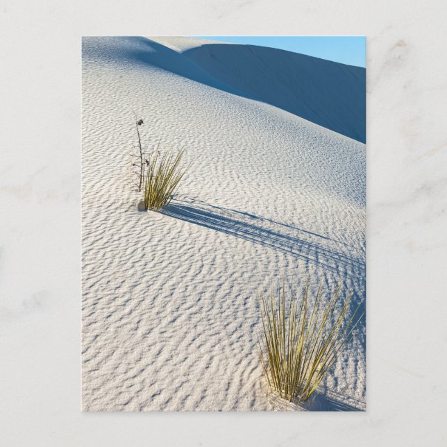 White Sands Desert Dunes Landscape  Postcard (Front)