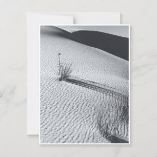 White Sands Dunes Landscape Black and White Postcard