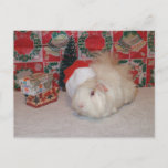 White Santa Pig Holiday Postcard<br><div class="desc">Guinea Pig Christmas Collection</div>