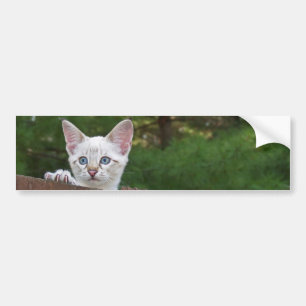 White Savannah Cat Background Bumper Sticker