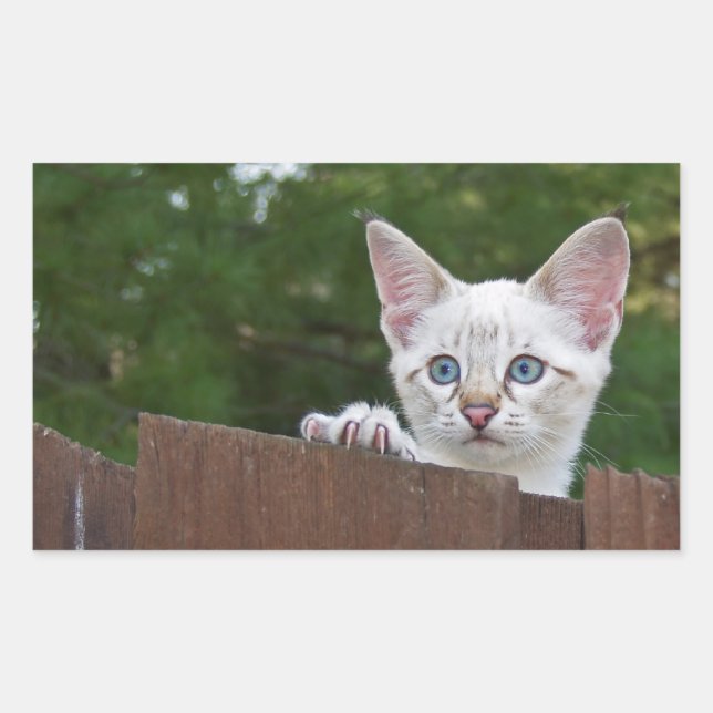 White Savannah Cat Rectangle Sticker (Front)