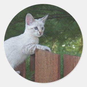 White Savannah Cat Round Sticker