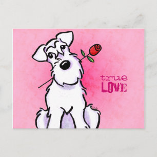 White Schnauzer Rose Love Message Custom Postcard